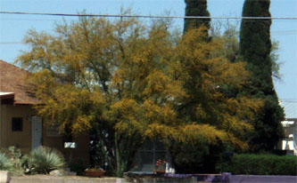 Healthy, happy tree.